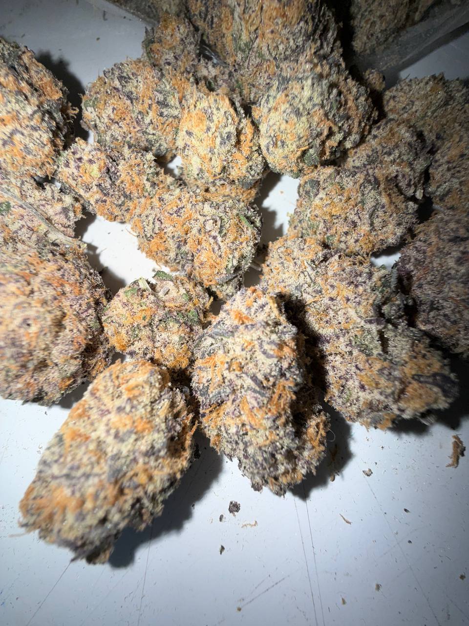 𝑻𝑶𝑷 𝑪𝑨𝑳𝑰 𝑴𝑰𝑵𝑫 𝑴𝑬𝑳𝑻𝑬𝑹